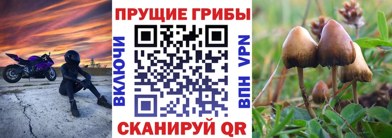 Псилоцибиновые грибы Cubensis Кирс